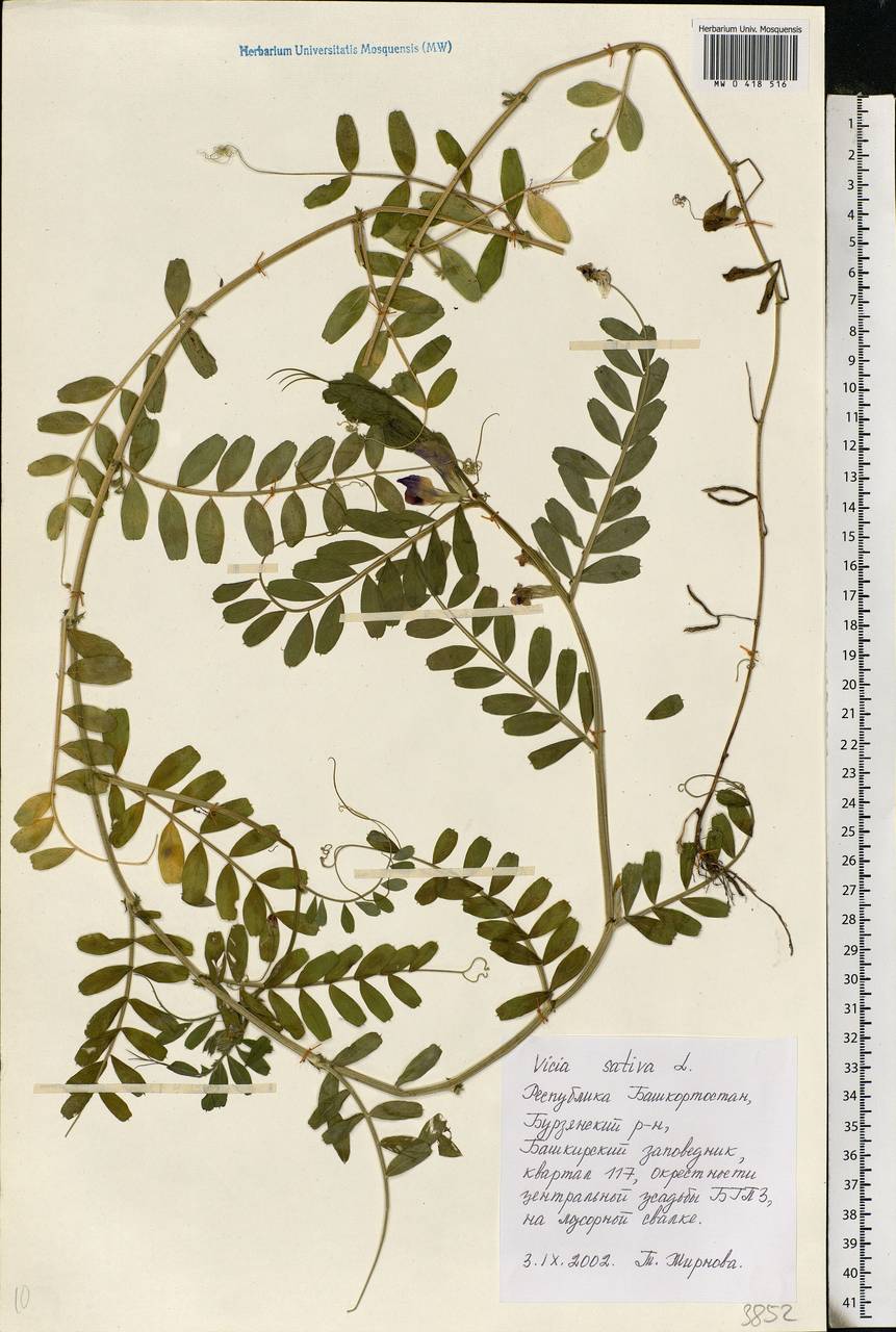 Vicia sativa L., Eastern Europe, Eastern region (E10) (Russia)