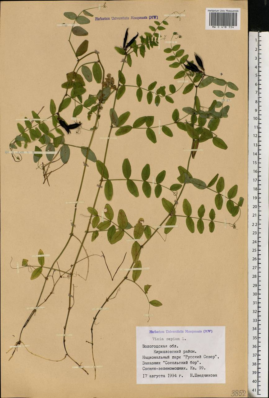 Vicia sepium L., Eastern Europe, Northern region (E1) (Russia)