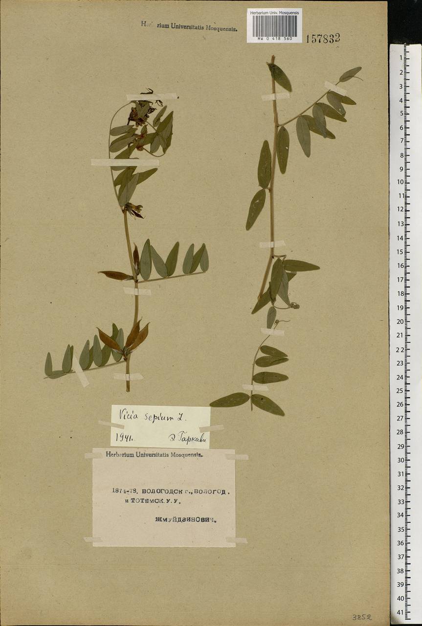 Vicia sepium L., Eastern Europe, Northern region (E1) (Russia)