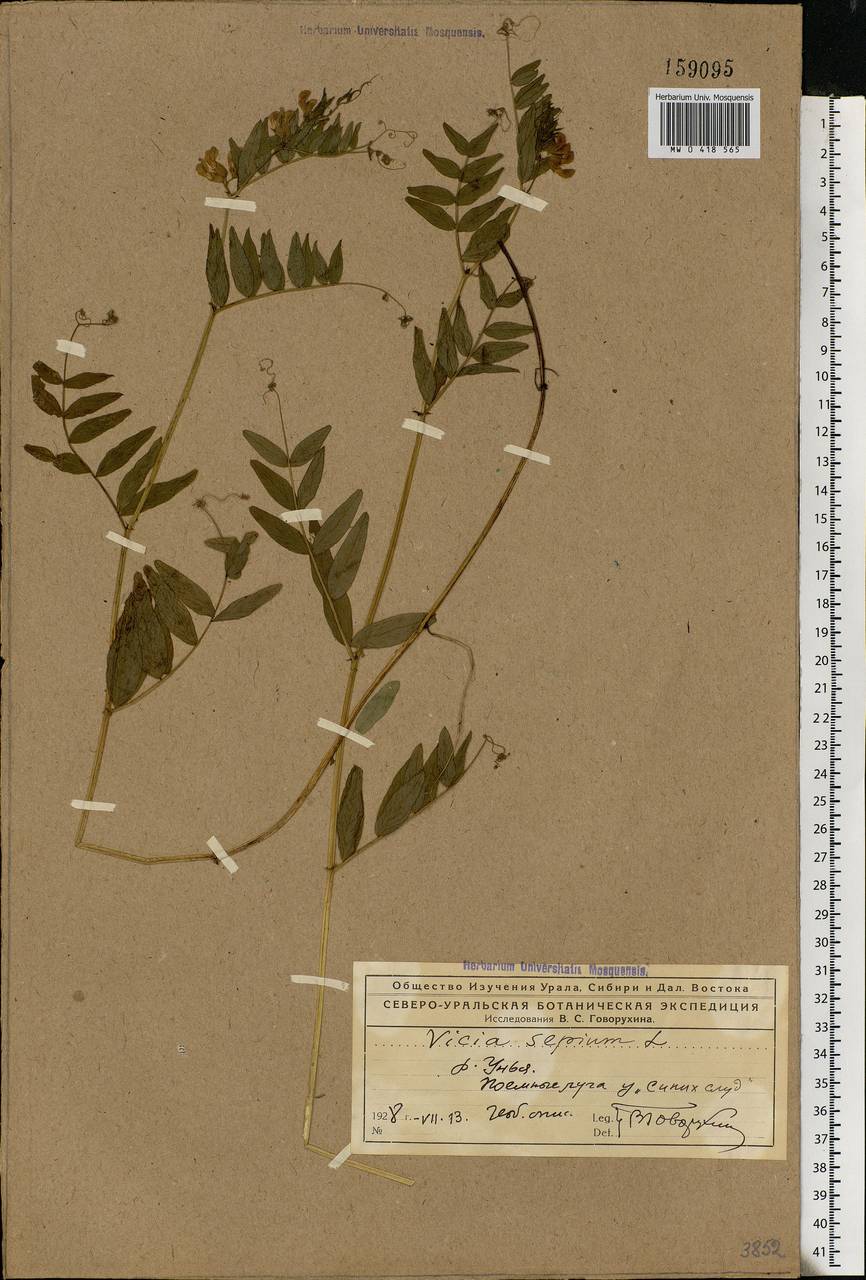 Vicia sepium L., Eastern Europe, Northern region (E1) (Russia)