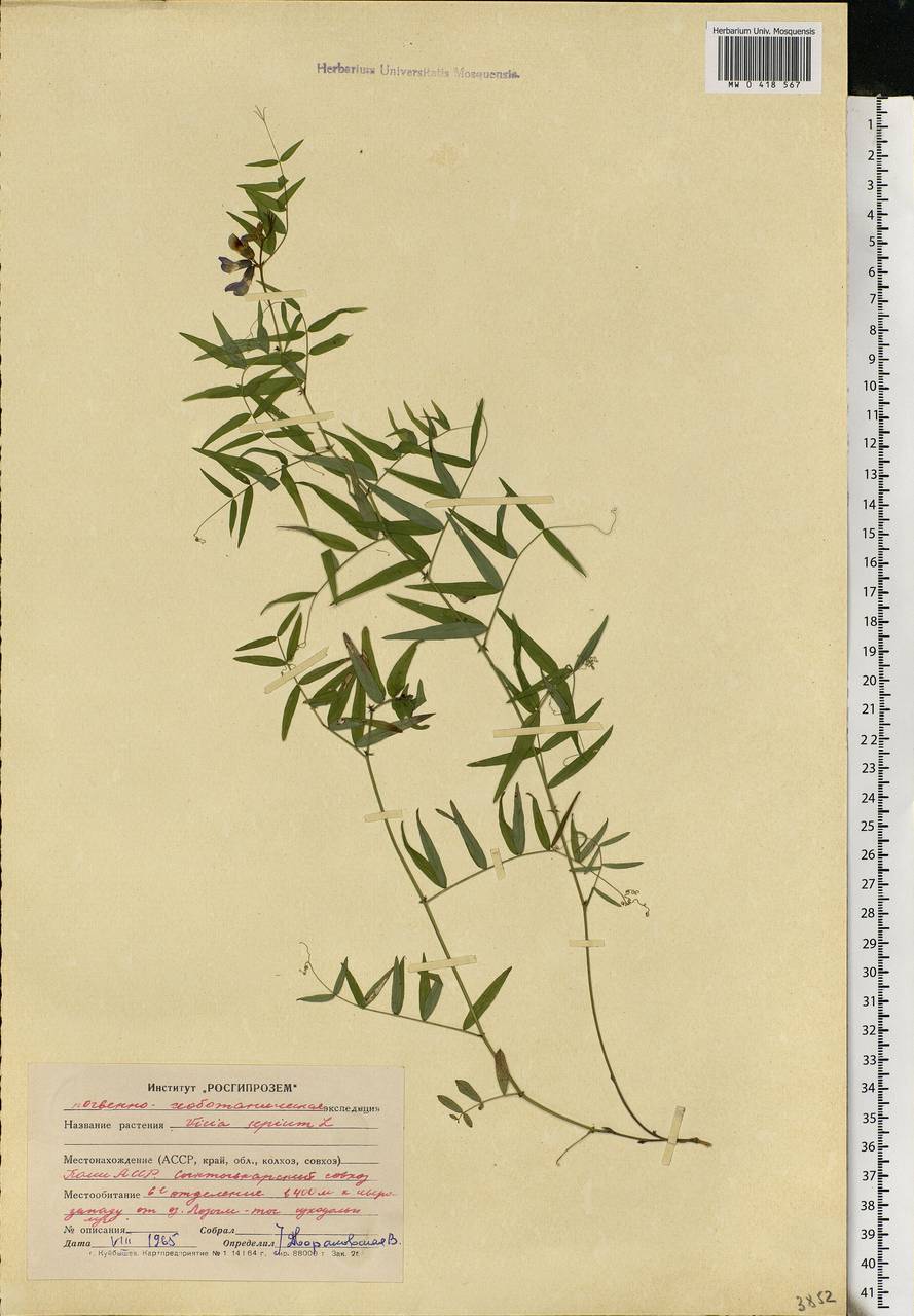 Vicia sepium L., Eastern Europe, Northern region (E1) (Russia)