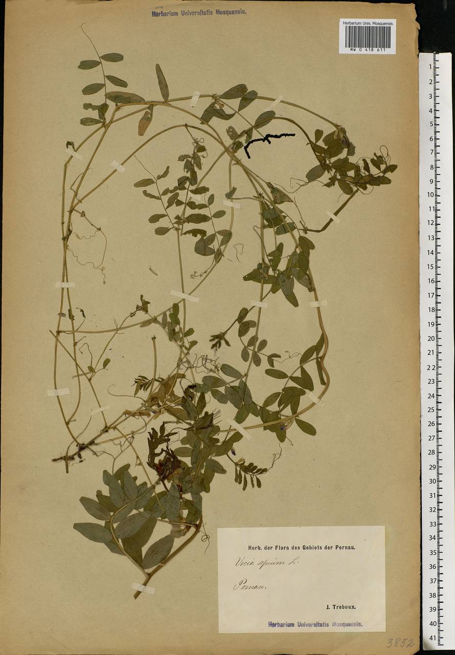 Vicia sepium L., Eastern Europe, Estonia (E2c) (Estonia)