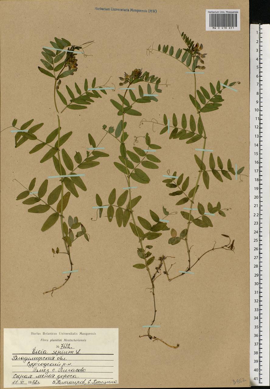 Vicia sepium L., Eastern Europe, Central region (E4) (Russia)