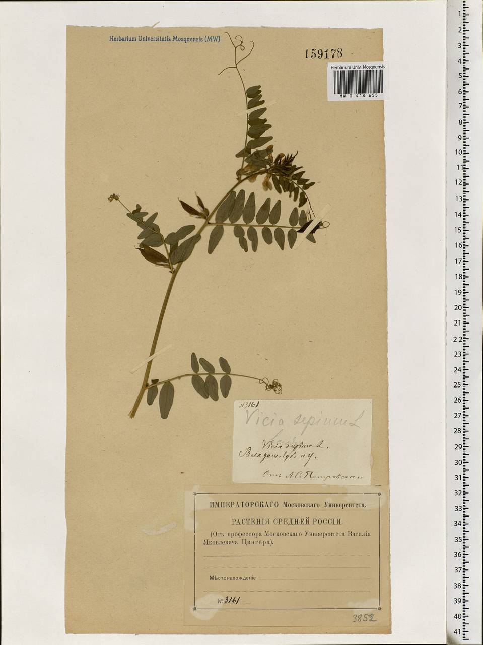 Vicia sepium L., Eastern Europe, Central region (E4) (Russia)