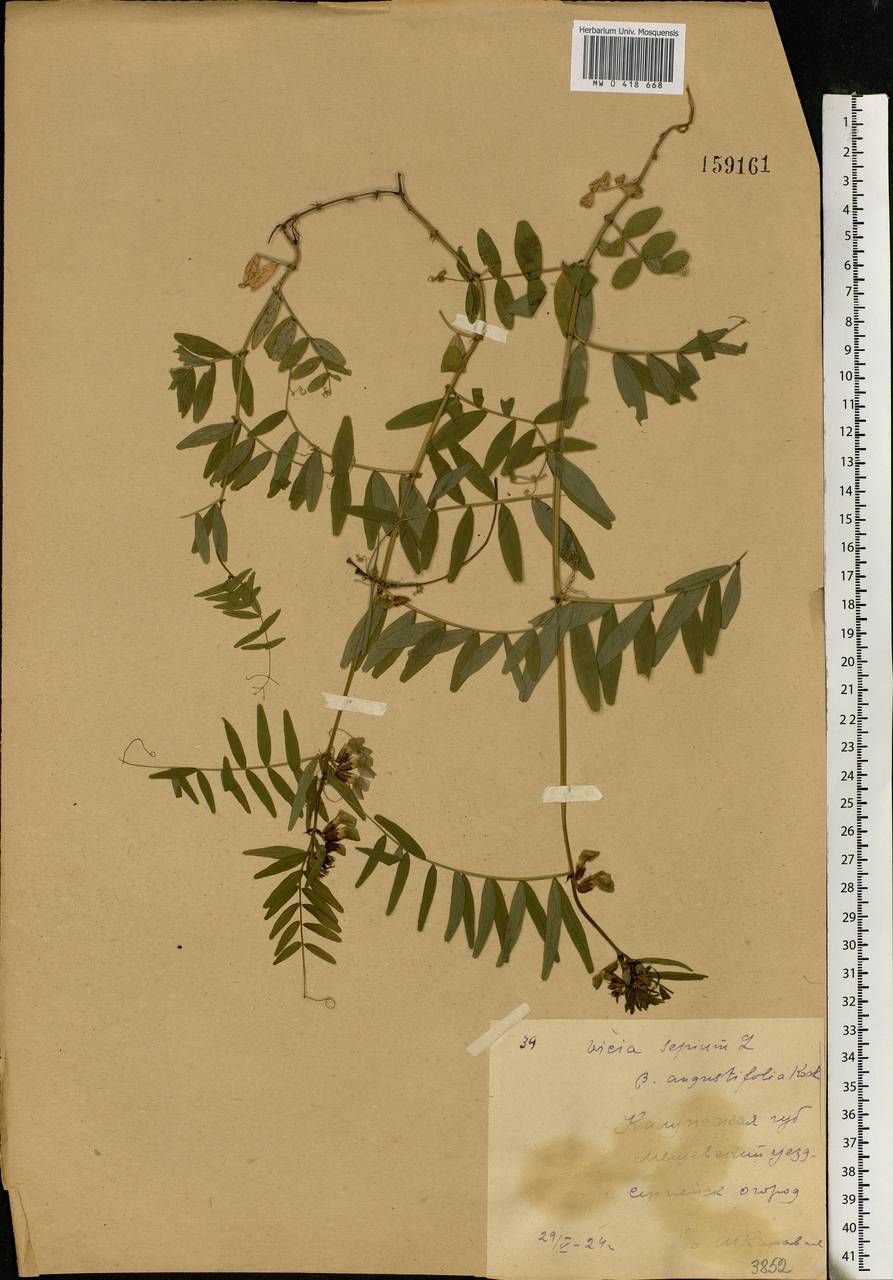 Vicia sepium L., Eastern Europe, Central region (E4) (Russia)