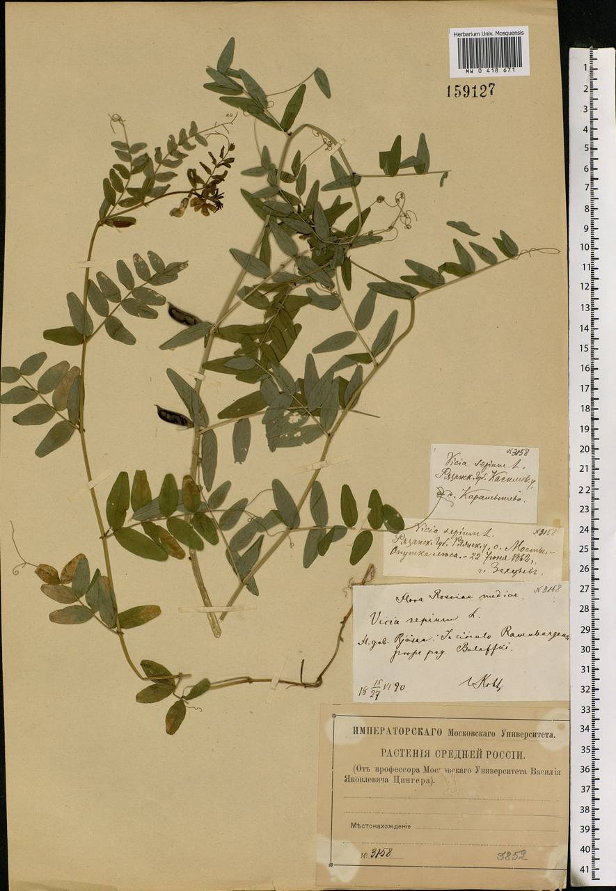 Vicia sepium L., Eastern Europe, Central region (E4) (Russia)