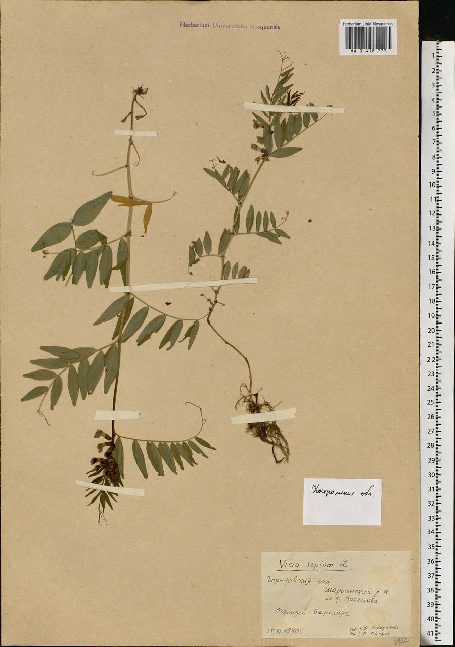 Vicia sepium L., Eastern Europe, Central forest region (E5) (Russia)