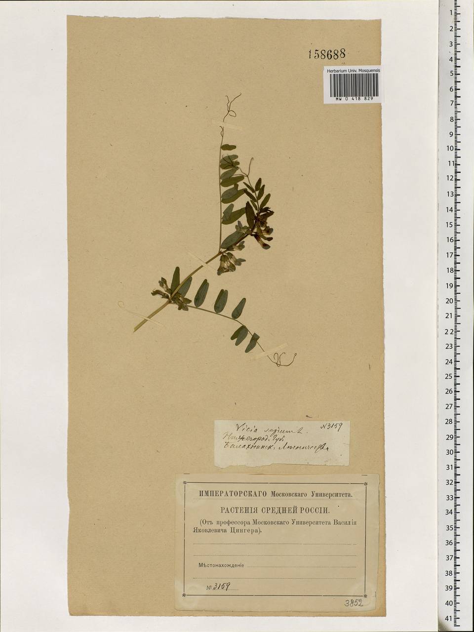 Vicia sepium L., Eastern Europe, Volga-Kama region (E7) (Russia)