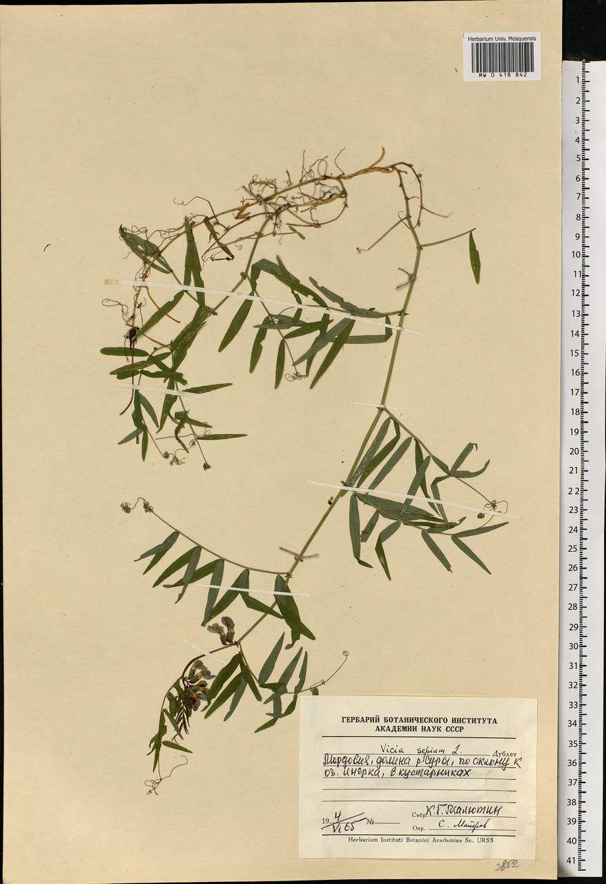 Vicia sepium L., Eastern Europe, Middle Volga region (E8) (Russia)