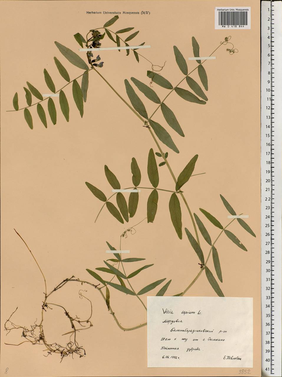 Vicia sepium L., Eastern Europe, Middle Volga region (E8) (Russia)