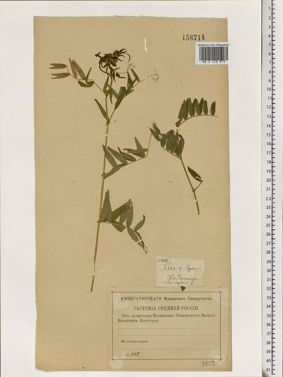 Vicia sepium L., Eastern Europe, Middle Volga region (E8) (Russia)