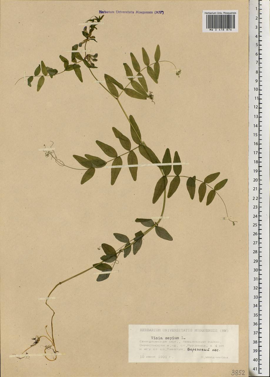 Vicia sepium L., Eastern Europe, Eastern region (E10) (Russia)