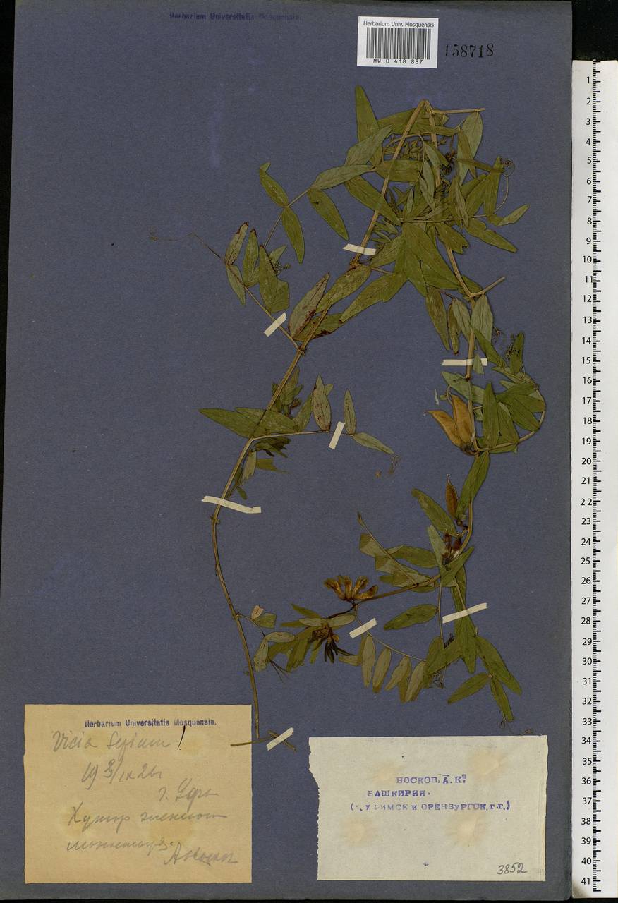 Vicia sepium L., Eastern Europe, Eastern region (E10) (Russia)