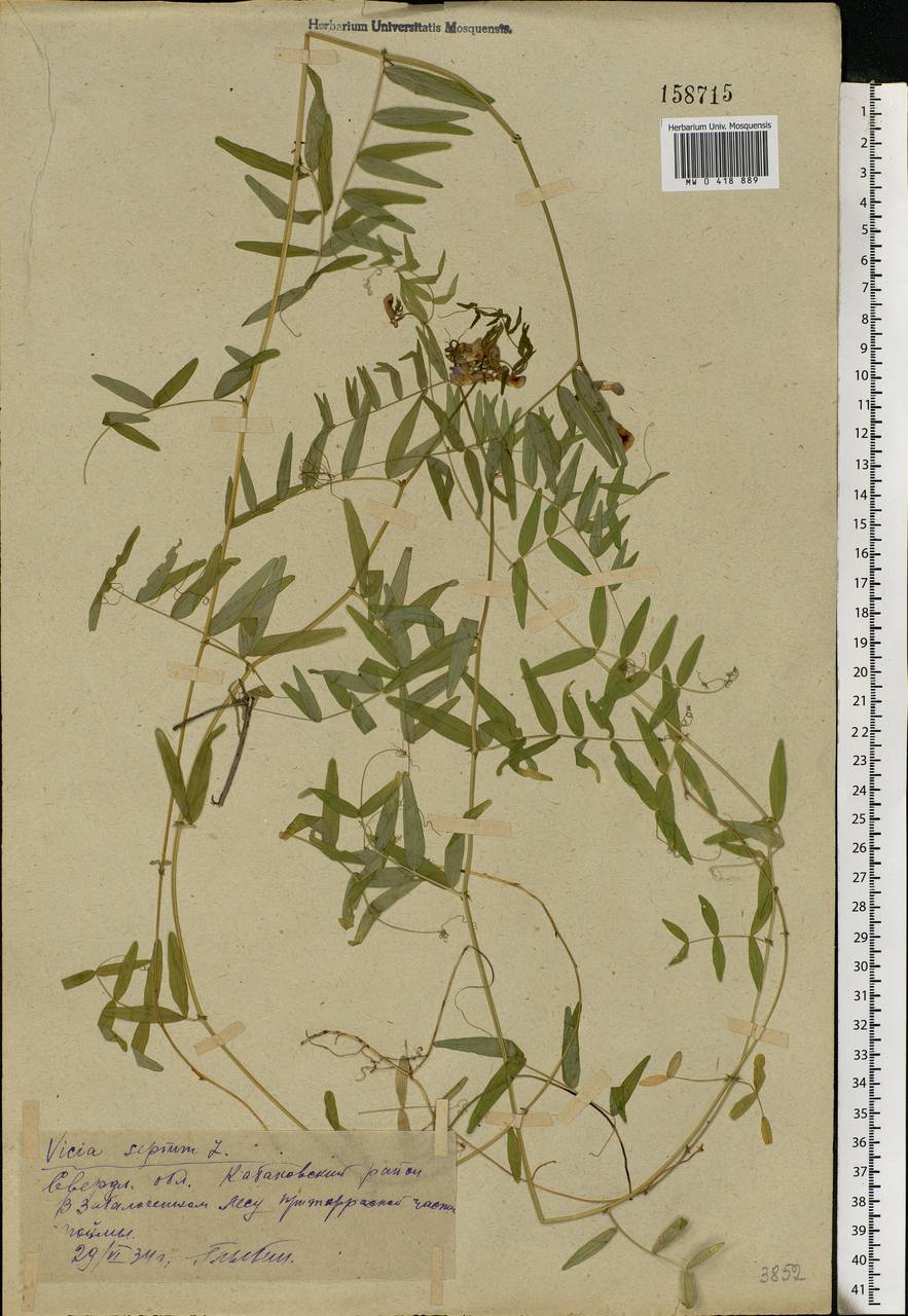 Vicia sepium L., Eastern Europe, Eastern region (E10) (Russia)