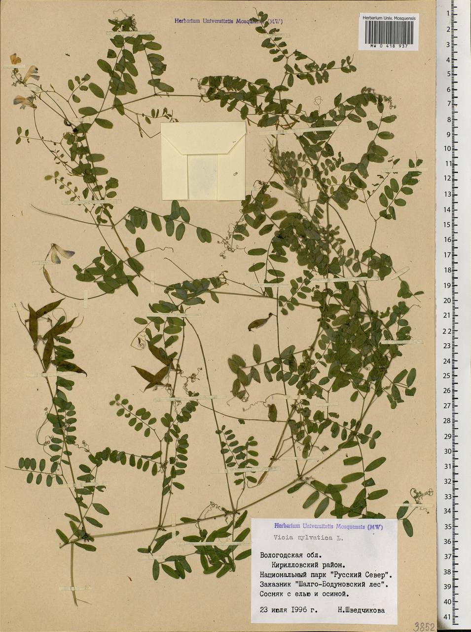 Vicia sylvatica L., Eastern Europe, Northern region (E1) (Russia)