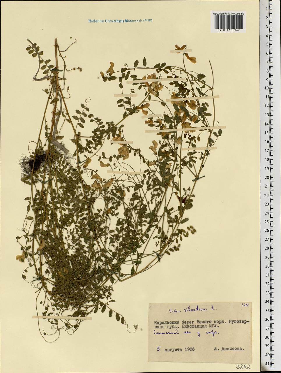 Vicia sylvatica L., Eastern Europe, Northern region (E1) (Russia)
