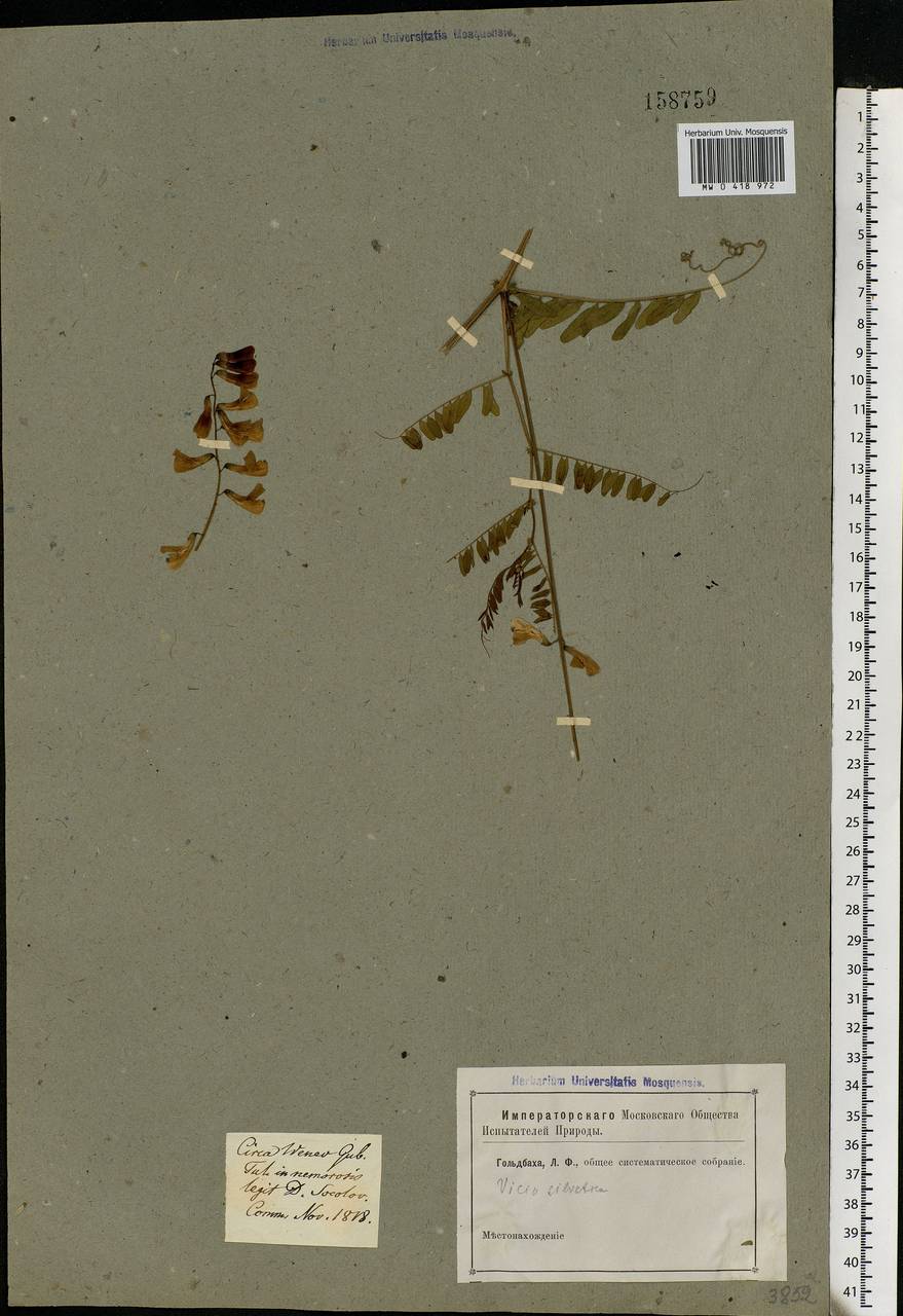 Vicia sylvatica L., Eastern Europe, Central region (E4) (Russia)