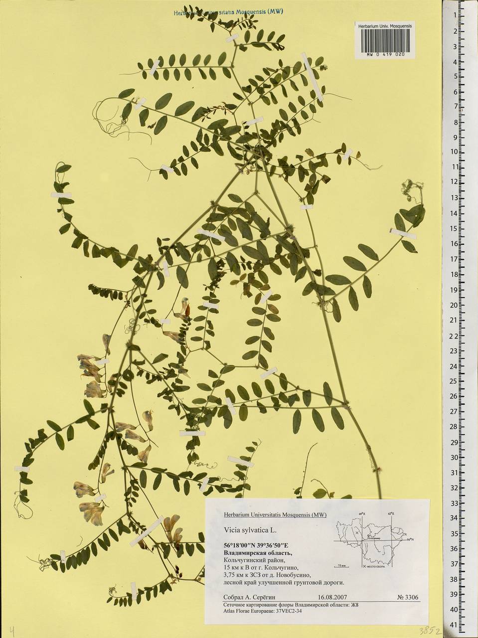 Vicia sylvatica L., Eastern Europe, Central region (E4) (Russia)