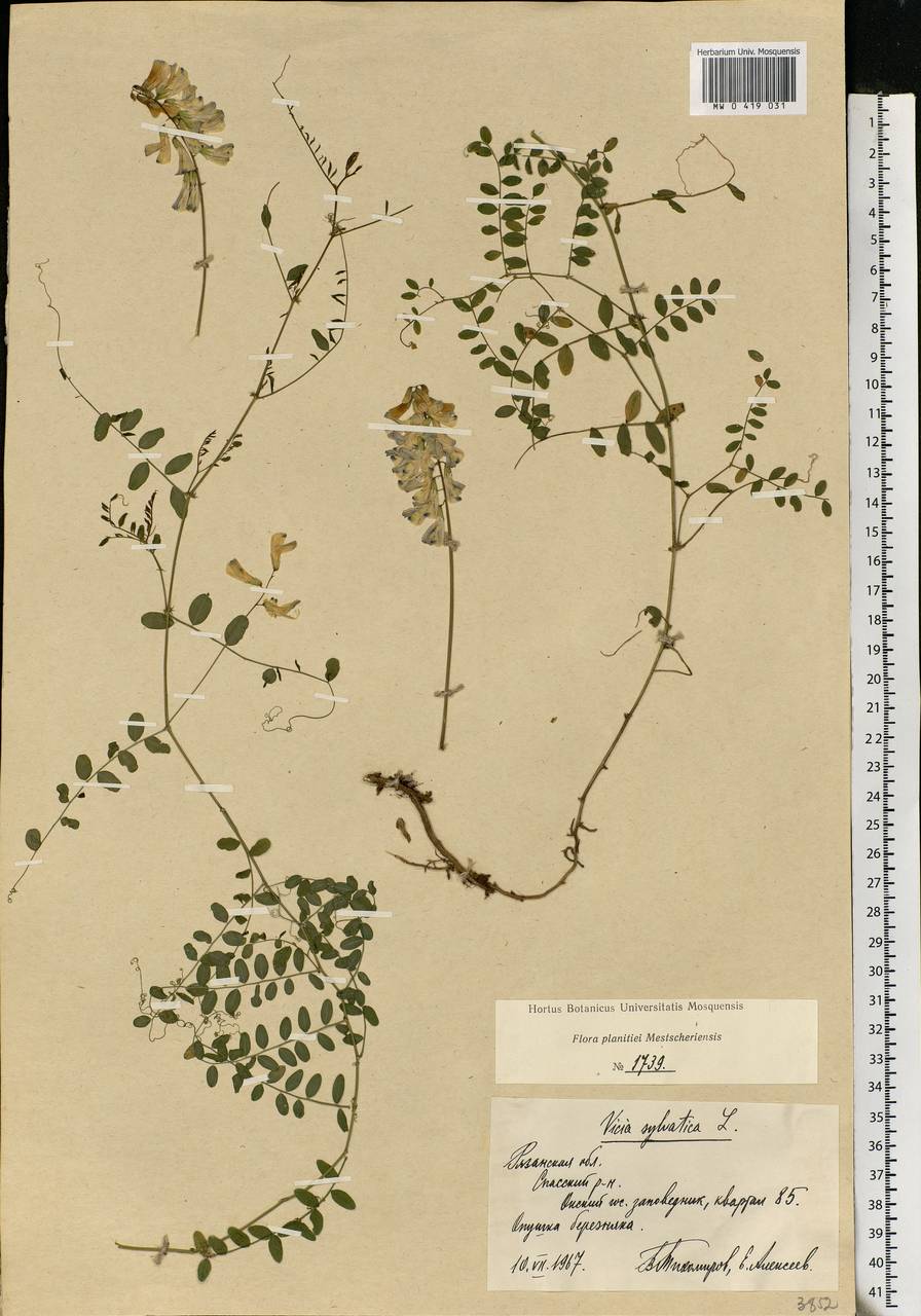 Vicia sylvatica L., Eastern Europe, Central region (E4) (Russia)