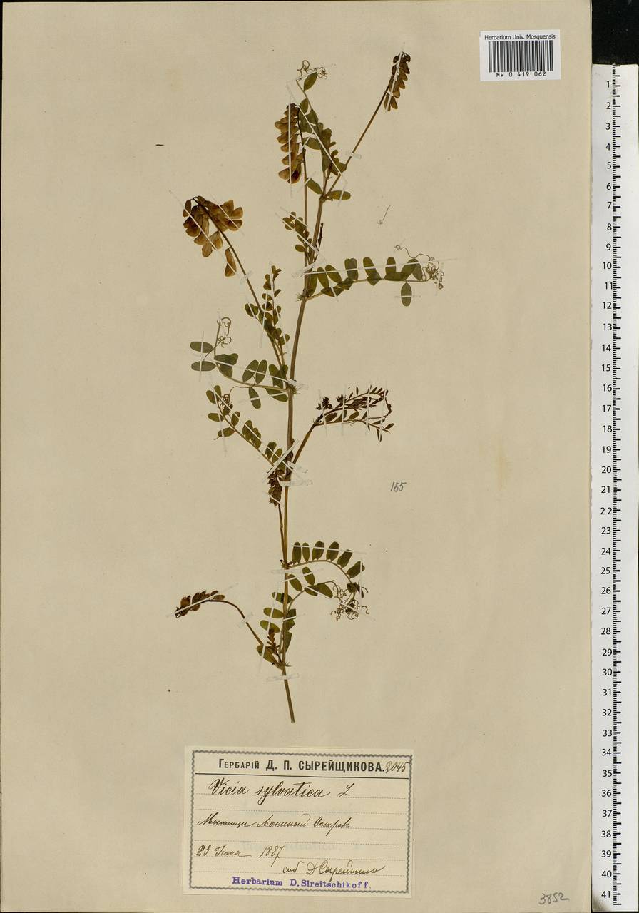 Vicia sylvatica L., Eastern Europe, Moscow region (E4a) (Russia)