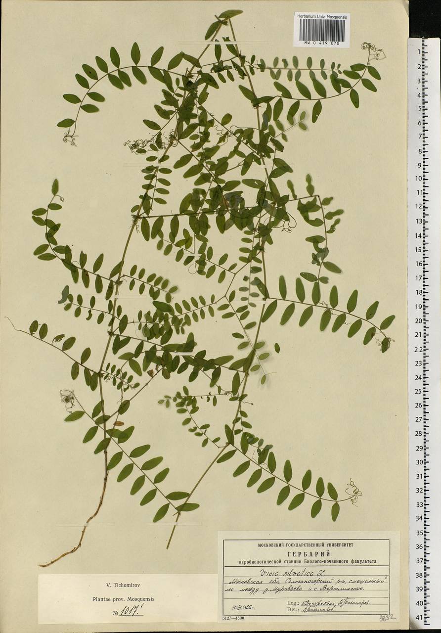 Vicia sylvatica L., Eastern Europe, Moscow region (E4a) (Russia)