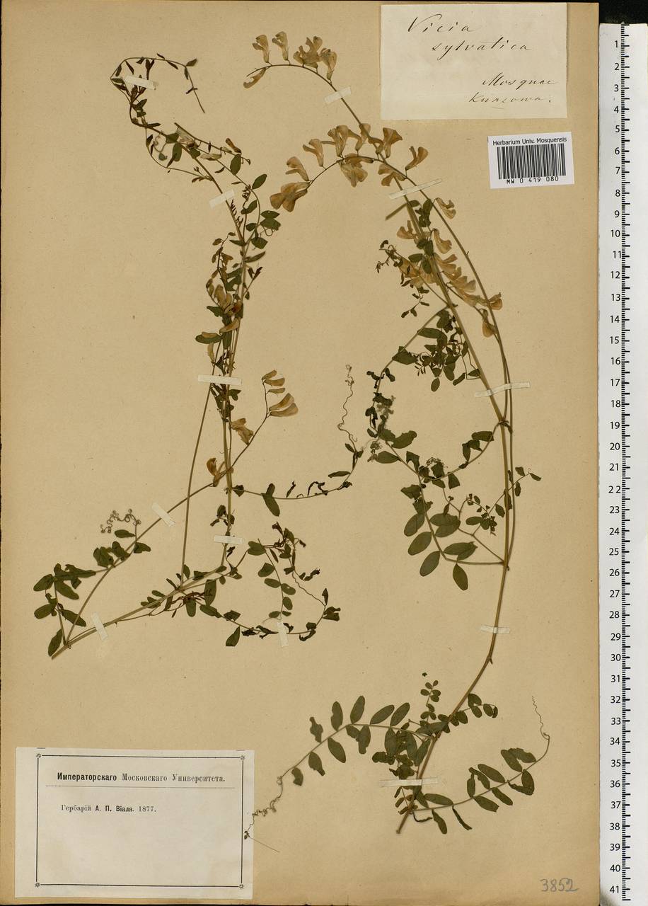 Vicia sylvatica L., Eastern Europe, Moscow region (E4a) (Russia)