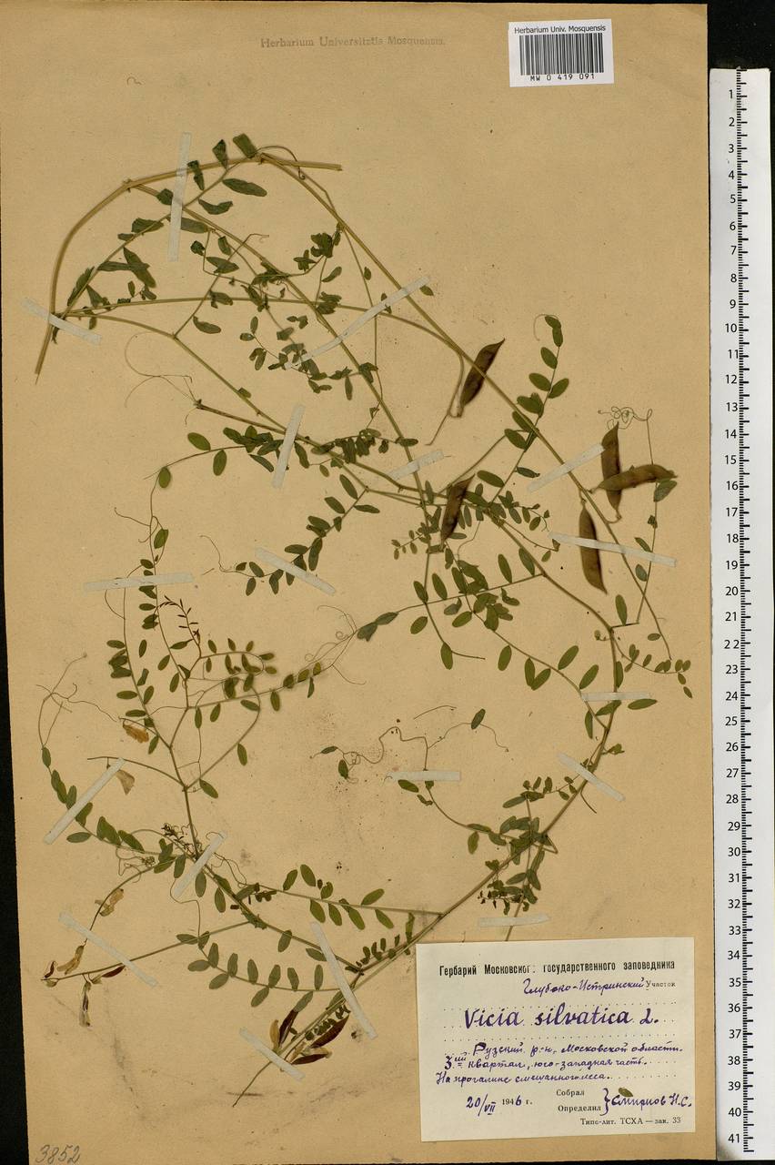 Vicia sylvatica L., Eastern Europe, Moscow region (E4a) (Russia)