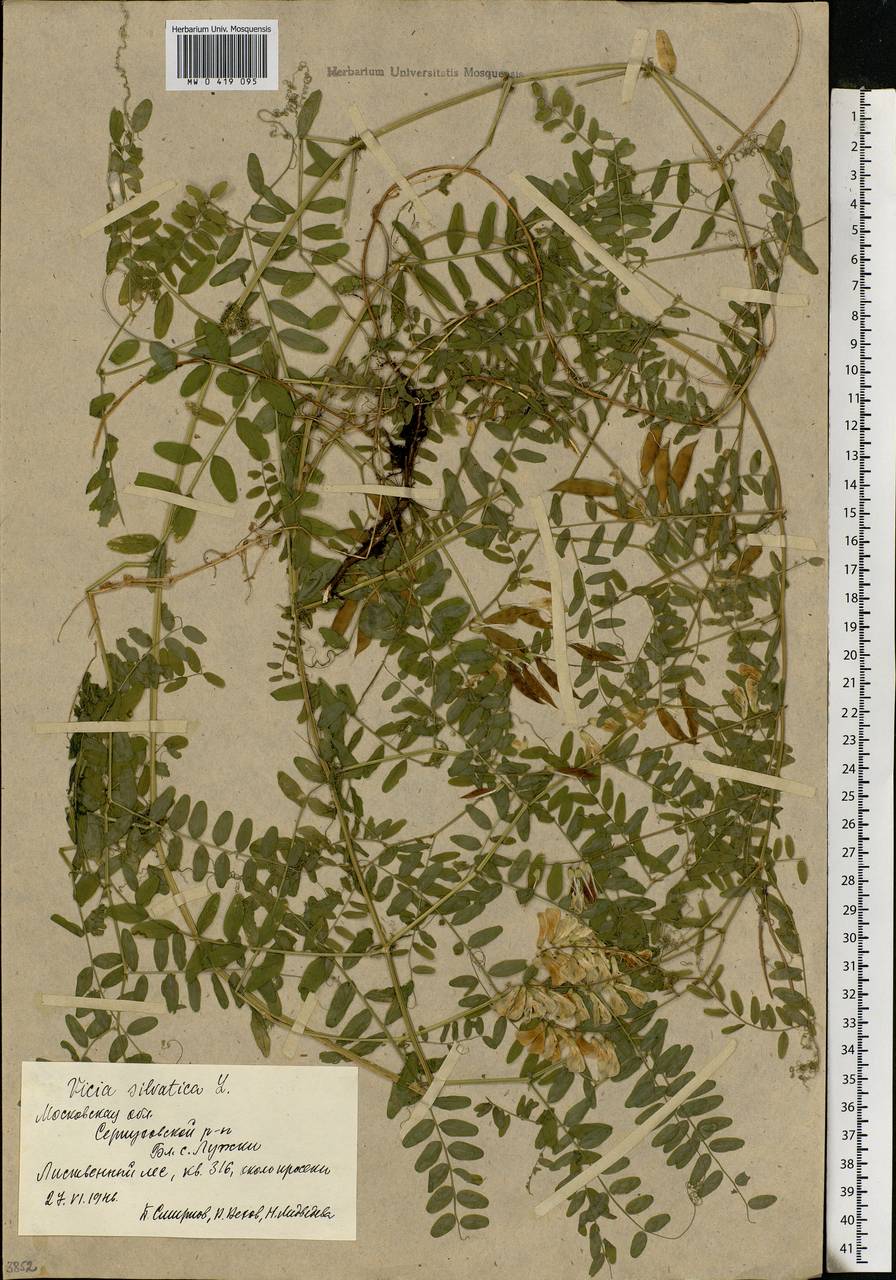 Vicia sylvatica L., Eastern Europe, Moscow region (E4a) (Russia)