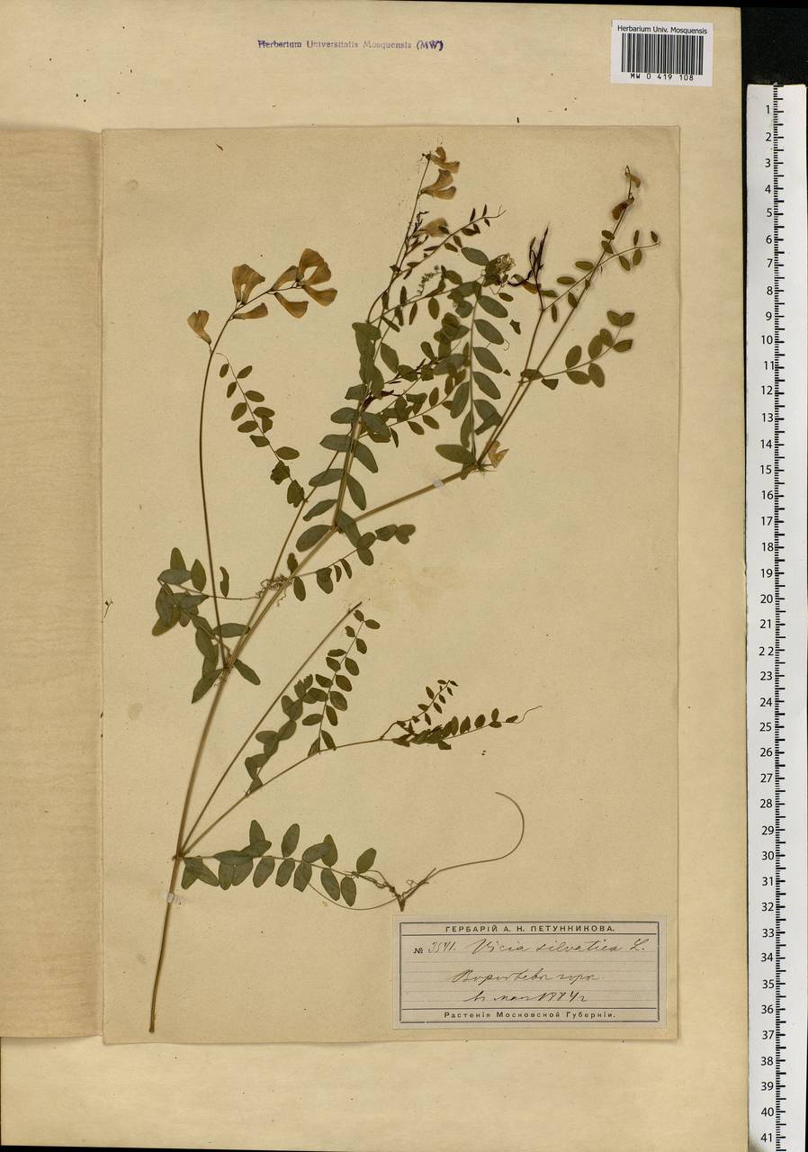 Vicia sylvatica L., Eastern Europe, Moscow region (E4a) (Russia)