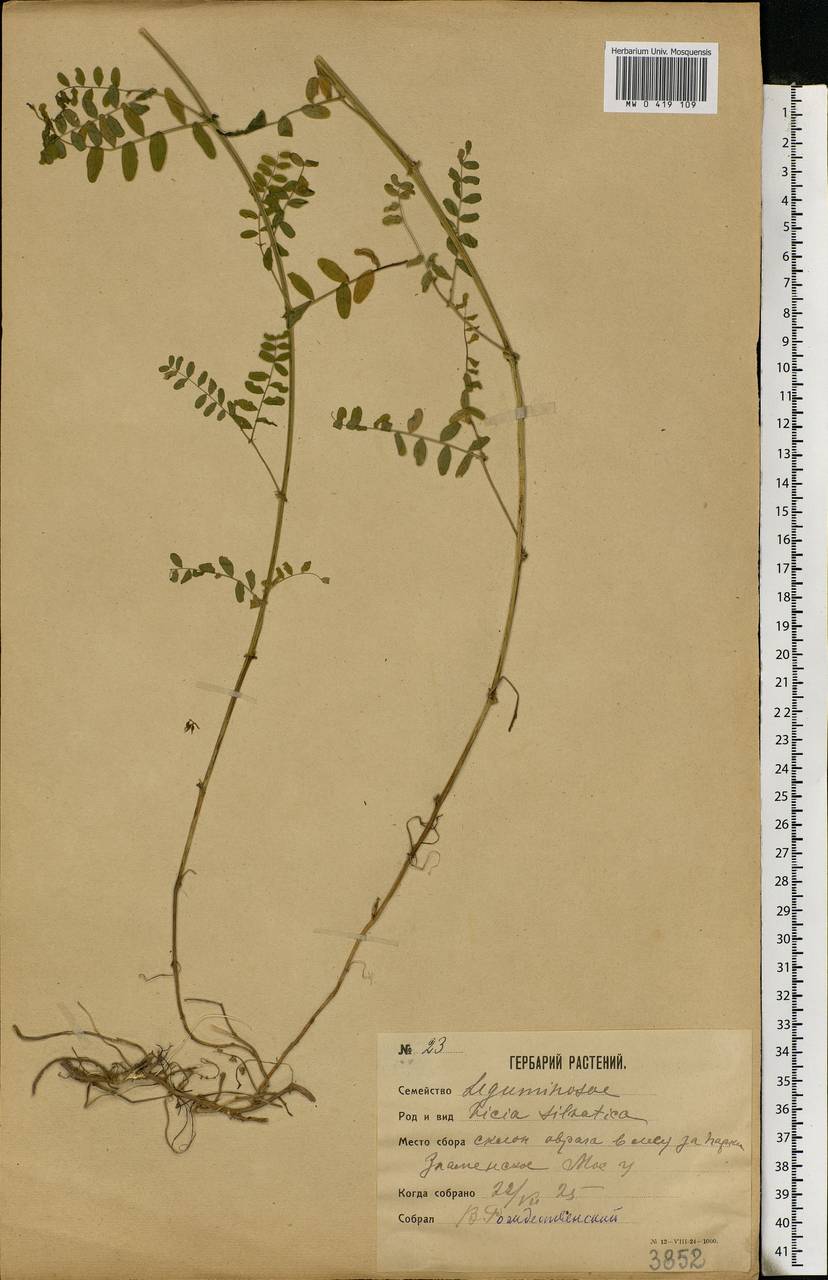 Vicia sylvatica L., Eastern Europe, Moscow region (E4a) (Russia)