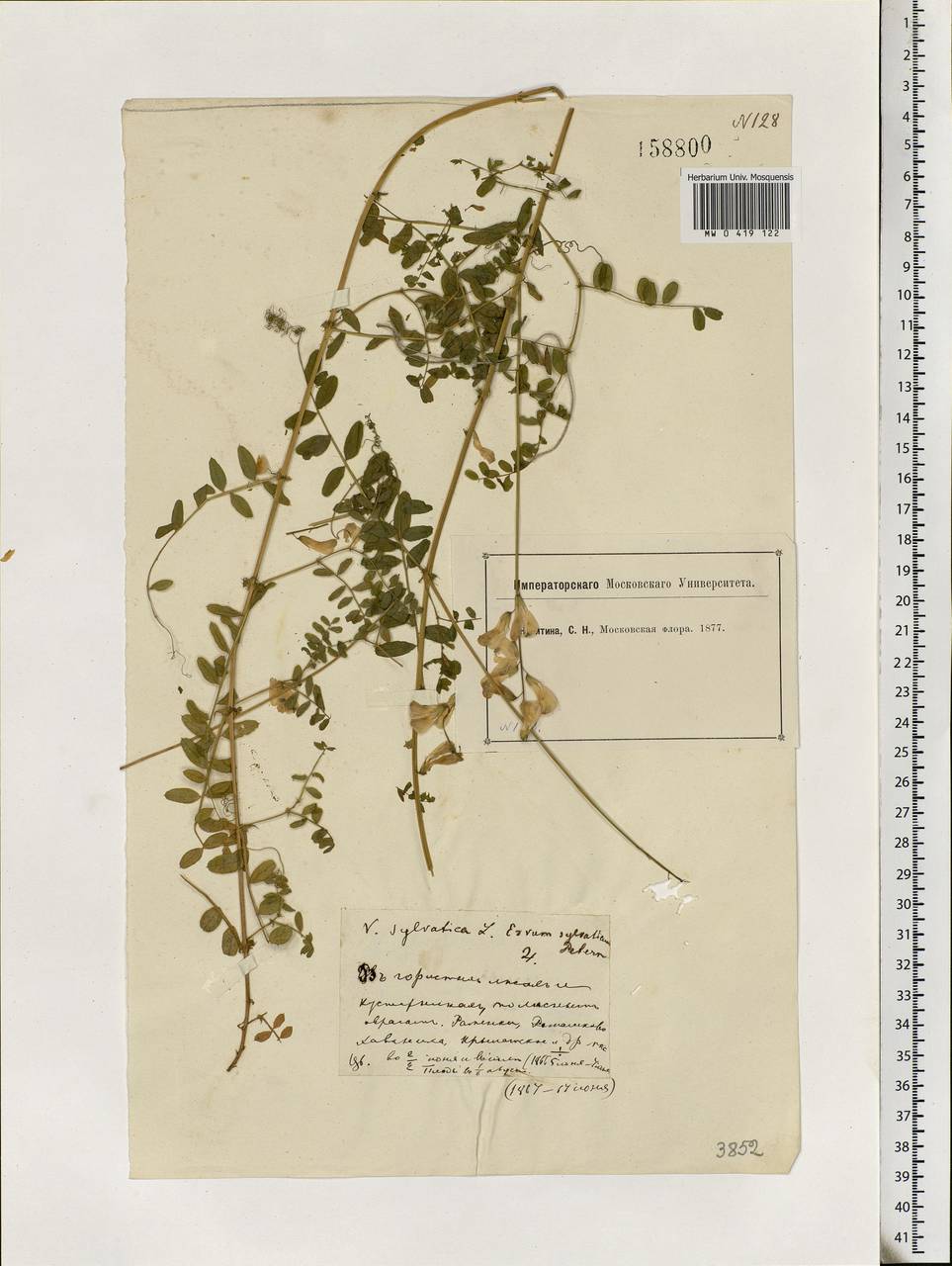 Vicia sylvatica L., Eastern Europe, Moscow region (E4a) (Russia)