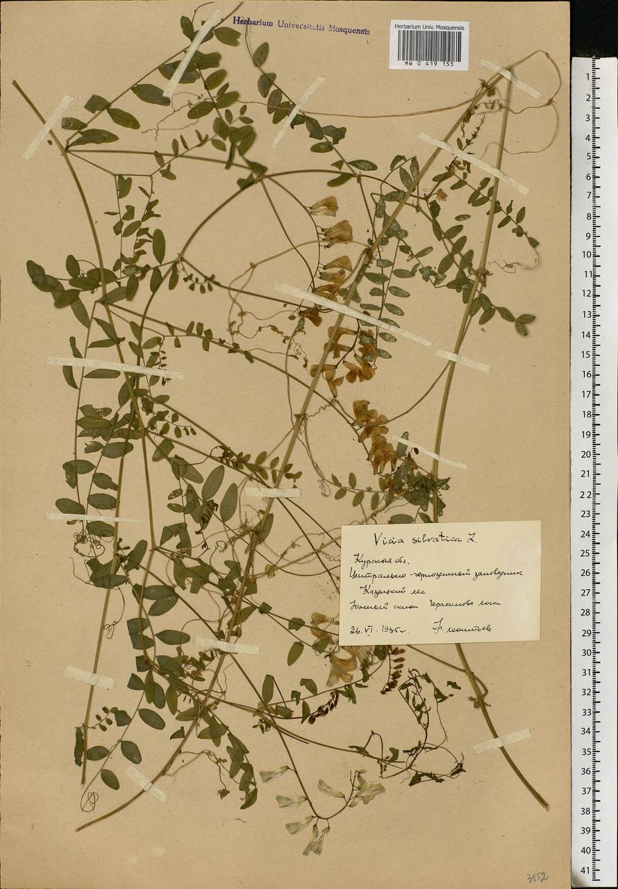 Vicia sylvatica L., Eastern Europe, Central forest-and-steppe region (E6) (Russia)