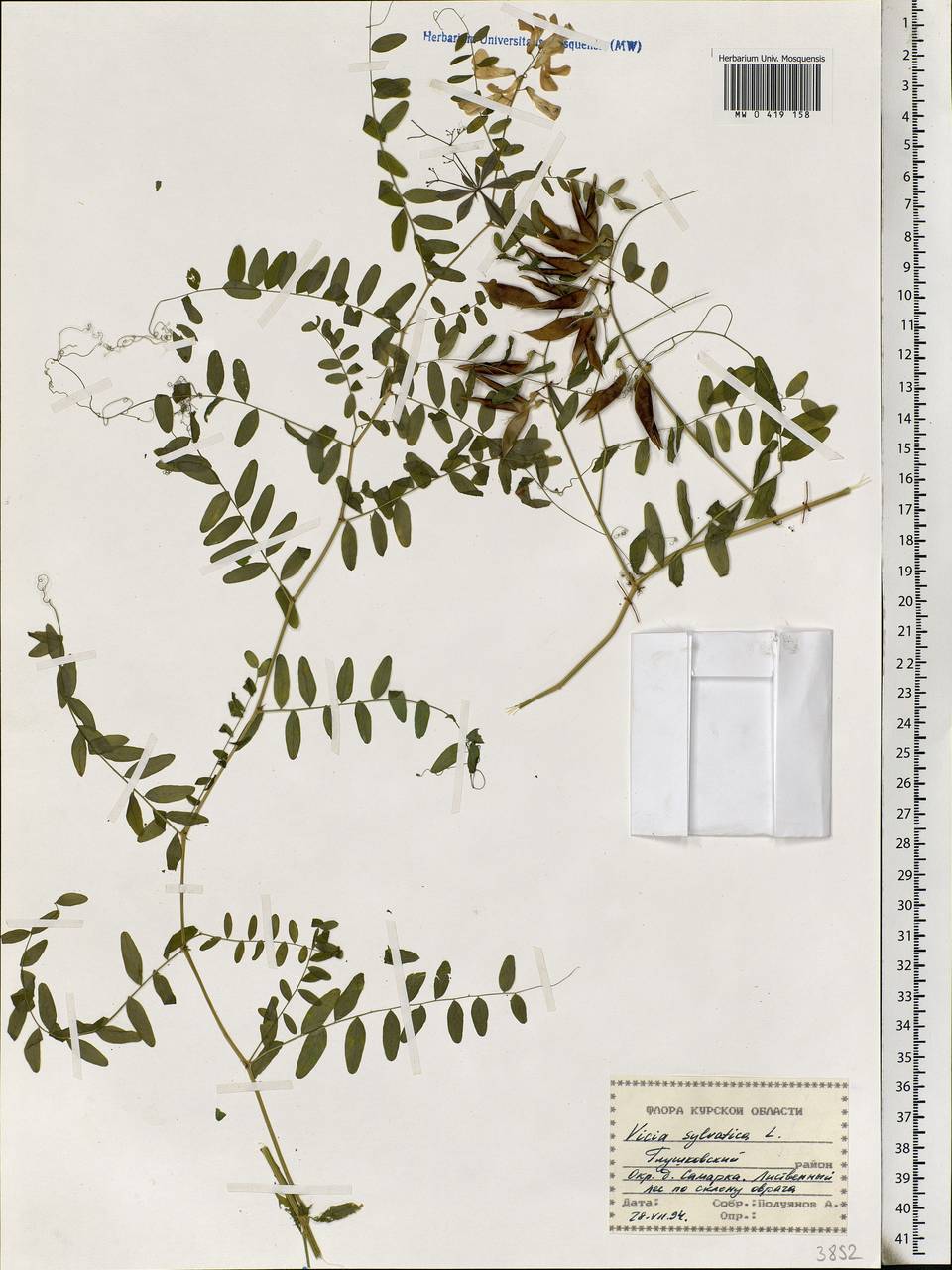 Vicia sylvatica L., Eastern Europe, Central forest-and-steppe region (E6) (Russia)