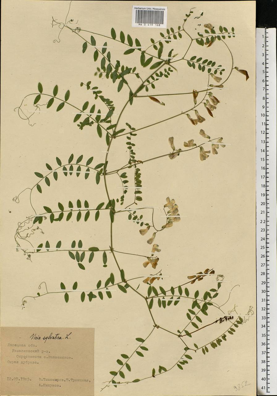 Vicia sylvatica L., Eastern Europe, Central forest-and-steppe region (E6) (Russia)