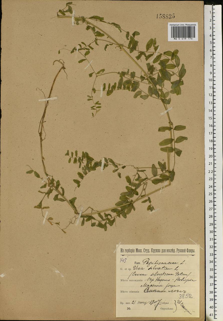 Vicia sylvatica L., Eastern Europe, Volga-Kama region (E7) (Russia)