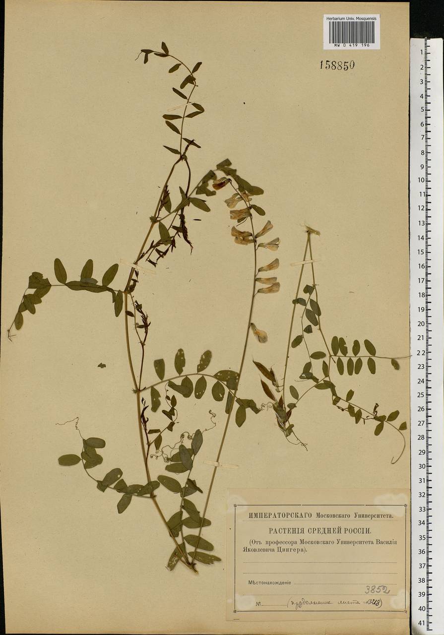 Vicia sylvatica L., Eastern Europe, Middle Volga region (E8) (Russia)