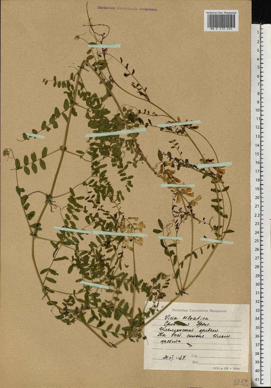 Vicia sylvatica L., Eastern Europe, Eastern region (E10) (Russia)