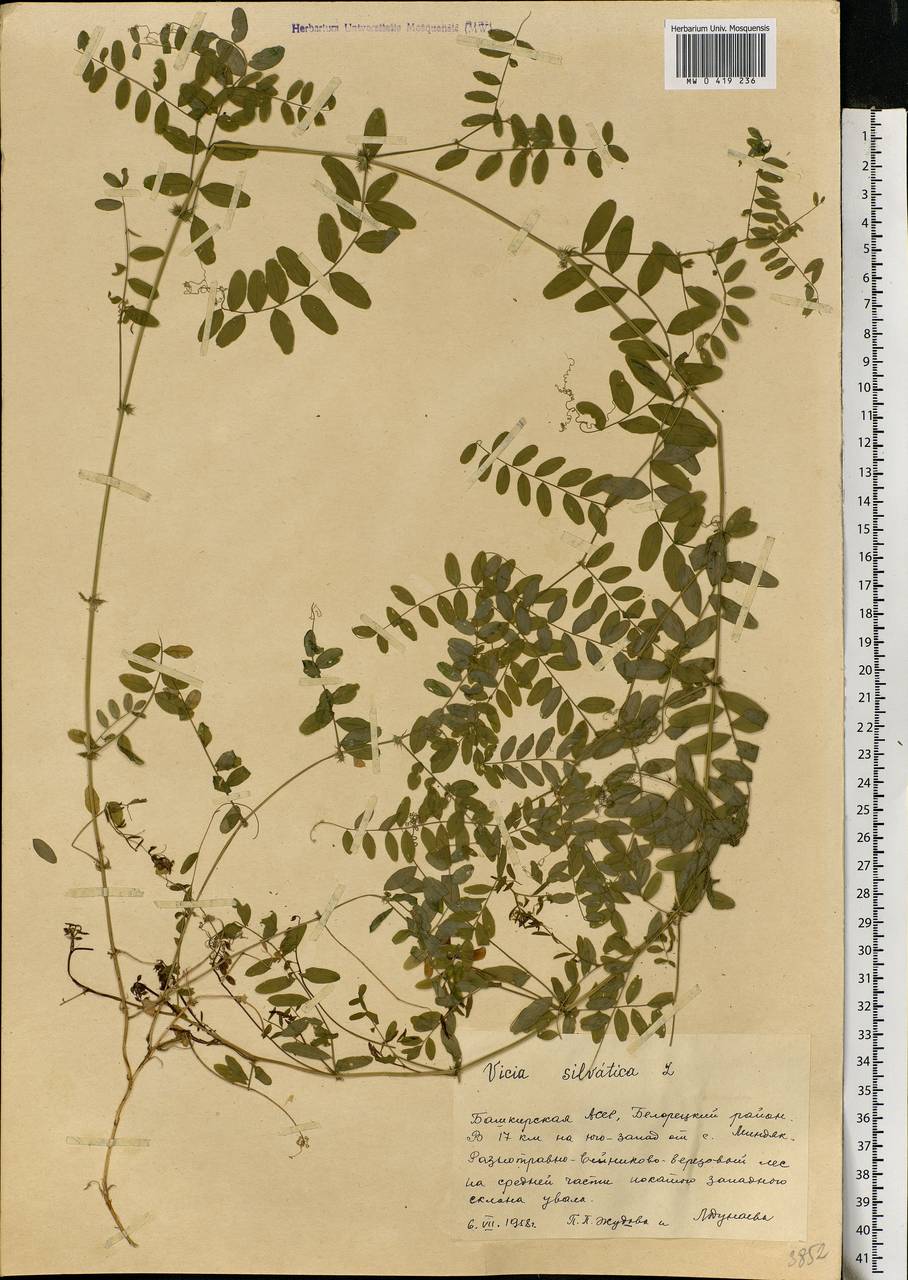 Vicia sylvatica L., Eastern Europe, Eastern region (E10) (Russia)