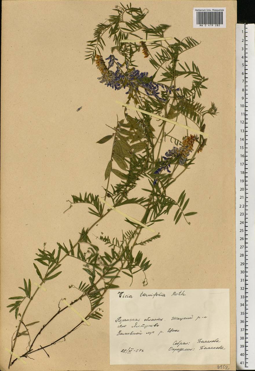 Vicia tenuifolia Roth, Eastern Europe, Central region (E4) (Russia)