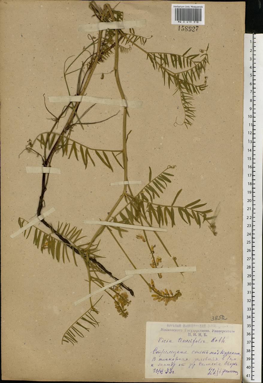 Vicia tenuifolia Roth, Eastern Europe, Central forest-and-steppe region (E6) (Russia)