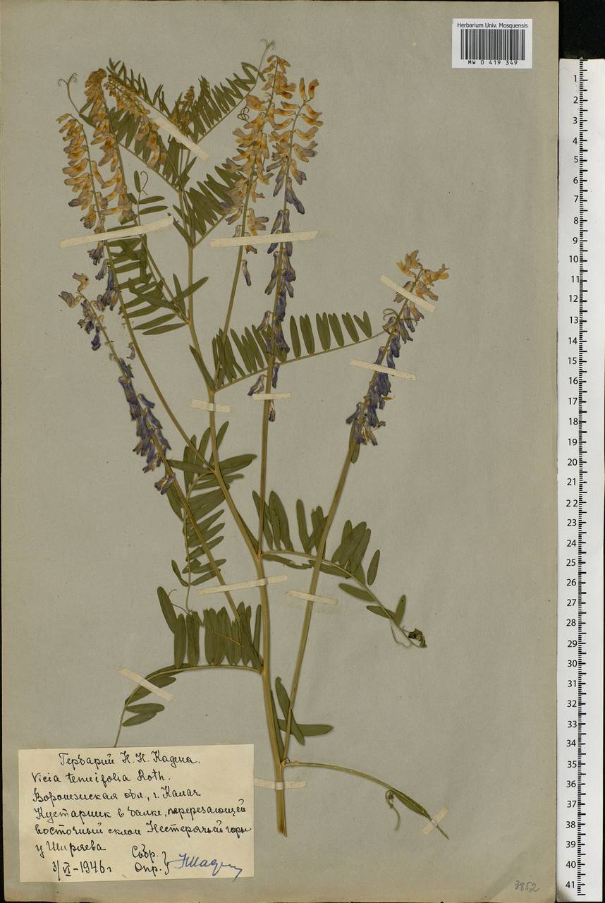 Vicia tenuifolia Roth, Eastern Europe, Central forest-and-steppe region (E6) (Russia)