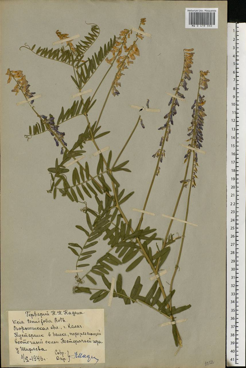 Vicia tenuifolia Roth, Eastern Europe, Central forest-and-steppe region (E6) (Russia)