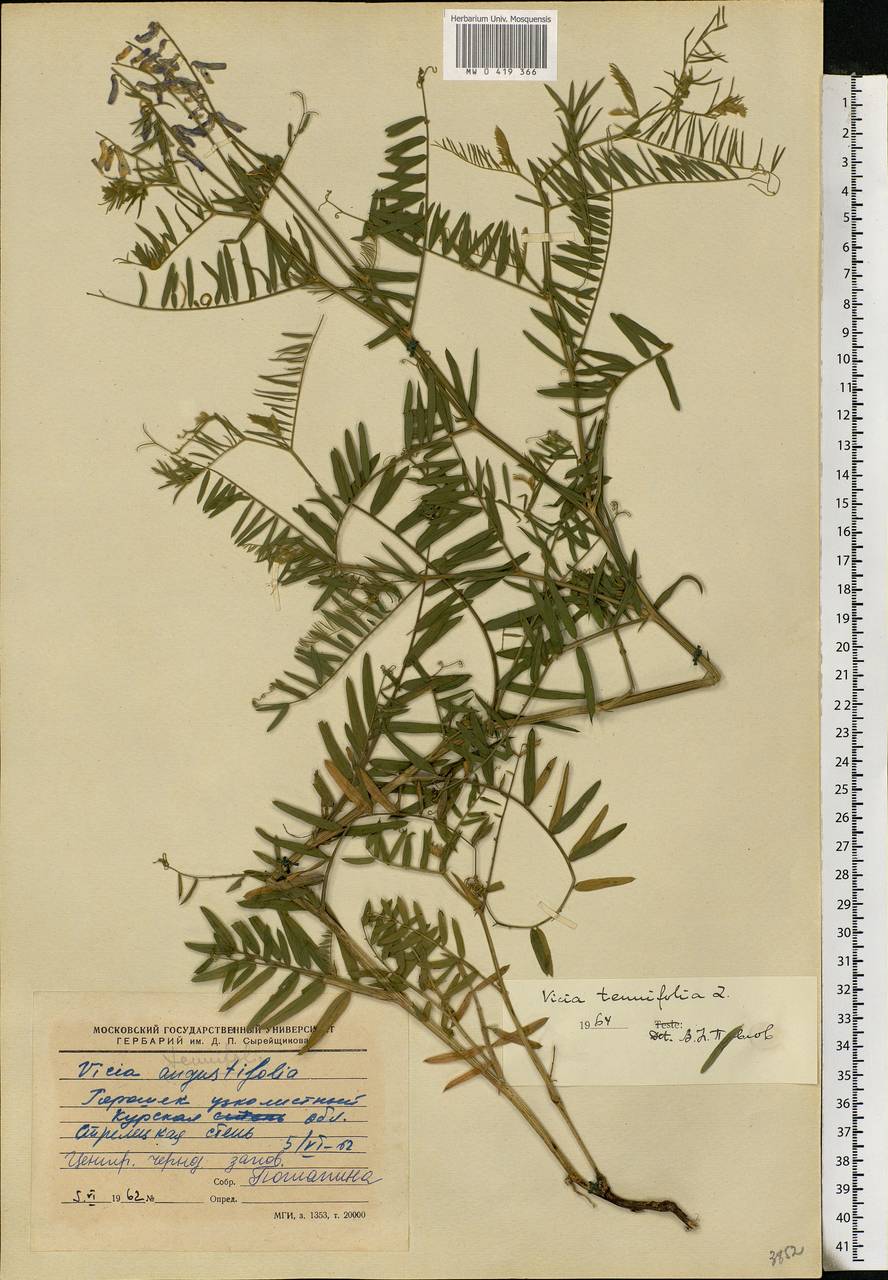 Vicia tenuifolia Roth, Eastern Europe, Central forest-and-steppe region (E6) (Russia)