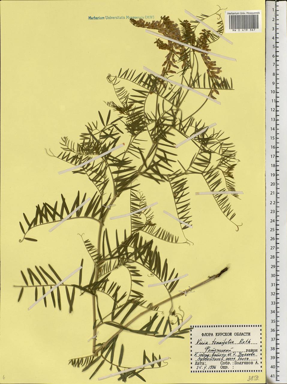 Vicia tenuifolia Roth, Eastern Europe, Central forest-and-steppe region (E6) (Russia)