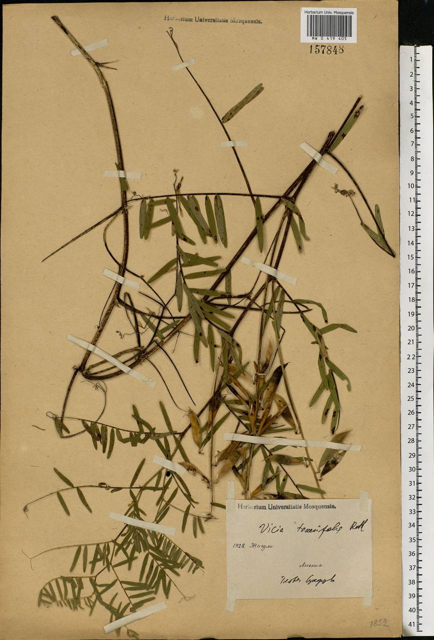 Vicia tenuifolia Roth, Eastern Europe, Middle Volga region (E8) (Russia)