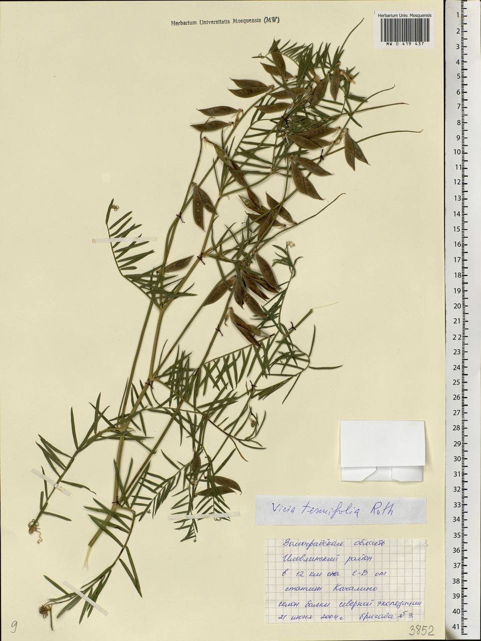 Vicia tenuifolia Roth, Eastern Europe, Lower Volga region (E9) (Russia)