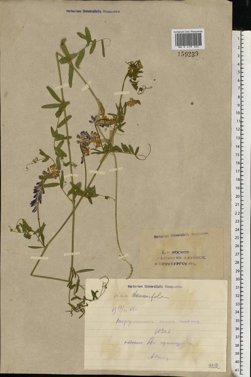 Vicia tenuifolia Roth, Eastern Europe, Eastern region (E10) (Russia)