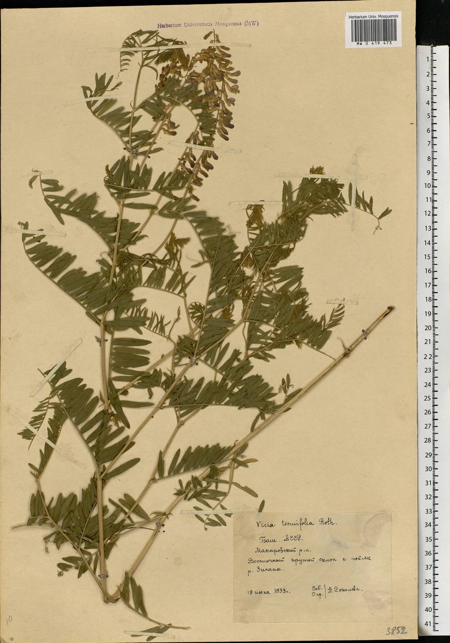 Vicia tenuifolia Roth, Eastern Europe, Eastern region (E10) (Russia)