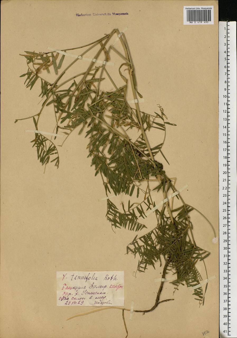 Vicia tenuifolia Roth, Eastern Europe, Eastern region (E10) (Russia)