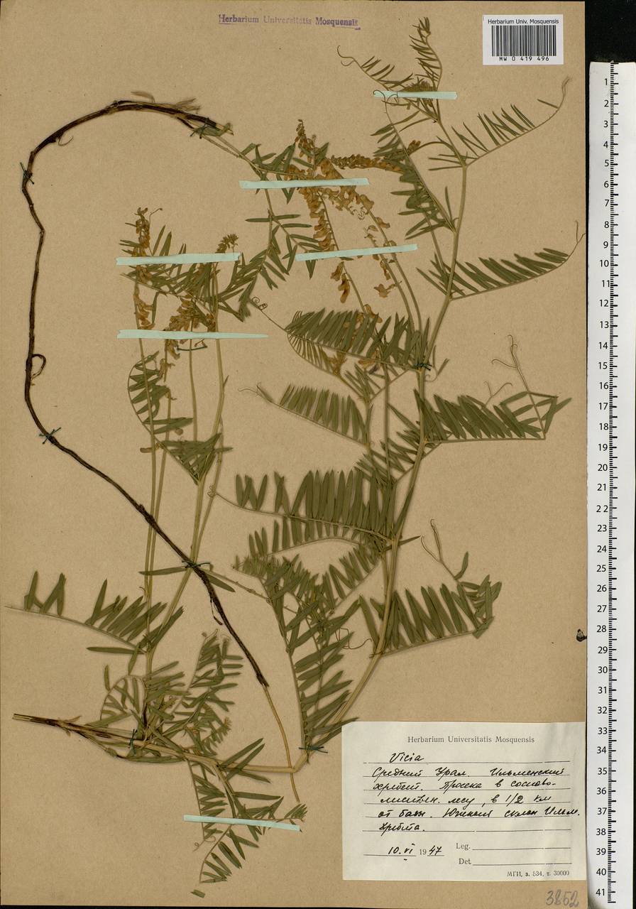 Vicia tenuifolia Roth, Eastern Europe, Eastern region (E10) (Russia)